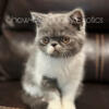 Blue & White Exotic Shorthair Female