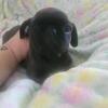 Pug Silver Male Black Ready to Go!