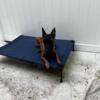 Lola year old female belgain malinois for sale $1000 pet price  full breeding right with Akc paper $1500