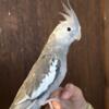 Hand raised Cockatiel