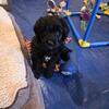 F1B Goldendoodles--2 left!
