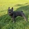 AKC Male Lilac French Bulldog