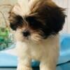 Shih Tzu puppies CKC purebred available