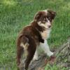 Mini Australian Shepherd puppies  for sale in Michigan at wrennspuppies.com