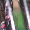 Peachface Lovebirds Proven Pair with cage and nesting box