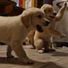 Golden Retriever Beautiful Blonde Puppies