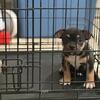 American Bully Puppy