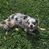 Long Haired Chihuahua