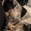 2 year old Female Blue Heeler dog