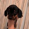 Dachshund Puppies born 9/20/25