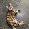 Upcoming litter of bengals Due February 27th