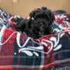 Black yorkie poo ready now. Redford Michigan