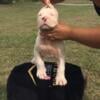 Male Dogo Argentino puppy 