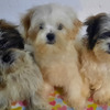 Shih tzu Maltese puppies