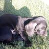 dachsund puppies