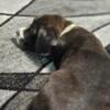 Canecorso  puppies  available