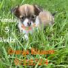 Lovable 6 week old long hair chihuahua puppy