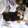 Chester - 9wk old Mini Bernedoodle puppy. Tri color