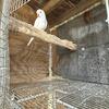Quaker Parrot