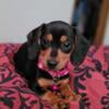 AKC Registered Miniature Dachshund puppies