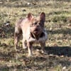 Female rojo French Bulldog In heat Just in time for Christmas puppies