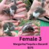 Micro Squirrels - African Pygmy dormice - females, HIGH pied and standard, white tip and ringtails!