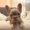 French bulldogs