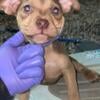 PITBULL PUPPIES READY FOR REHOMING