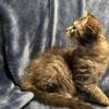 Siberian Hypoallergenic Kitten