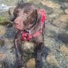 Chocolate lab stud 