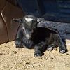 Nigerian Dwarf Goat Mini Nubian and Mini LaMancha goats all colors Arizona