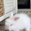 Purebred English Angora Bunnies