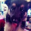 German shepherd puppies four sale