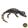 6-8" Smooth Fronted Caiman (Paleosuchus trigonatus)