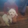 Shih-poo