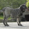 Spanish Mastiff/CO 1 male
