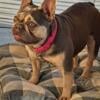 French Bulldog female Great bloodlines