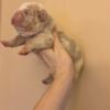 SkyDrives Bambi lilac tri merle female