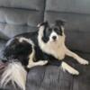 Border Collie male 3 yrs fixed