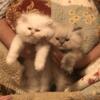 Persian Kittens 8 Weeks Old