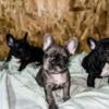 AKC Frenchie puppies