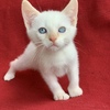 Flame point siamese kittens up to date on shots