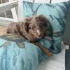 Australian Shepherd Toy Puppies