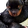 Rottweiler puppies for sale in Minnesota