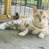 A trio of Bengal cats 2 female 1 male need new home