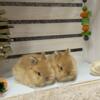 Netherland Dwarfs/Holland Lops For Sale