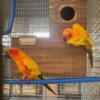 Proven High Yellow sun conures pairs