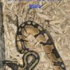 Enchi Ball Python 4 Sale