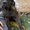 Male cane Corso puppies 5 months 