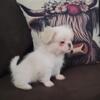 Pekingese babies $400